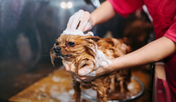 Pet groomer hands washing little dog Pet groomer hands washing little dog, puppy in grooming salon. Professional groom and hairstyle for domestic animals